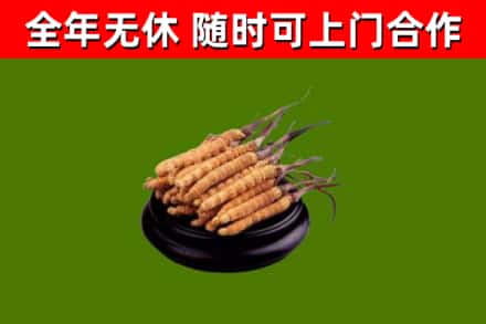 开州区回收冬虫夏草