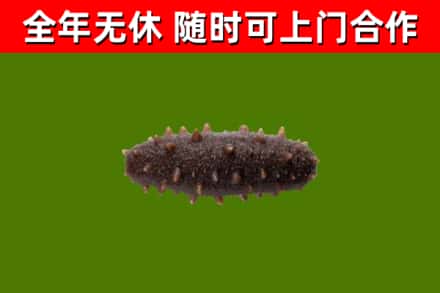 开州区回收海参干